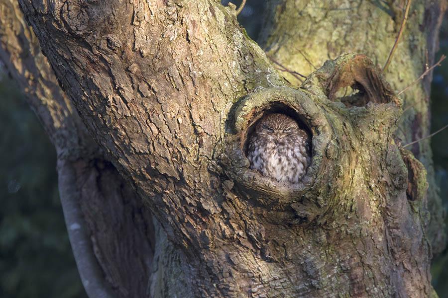 Steenuil heeft een perfecte plek in een fruitboom gevonden