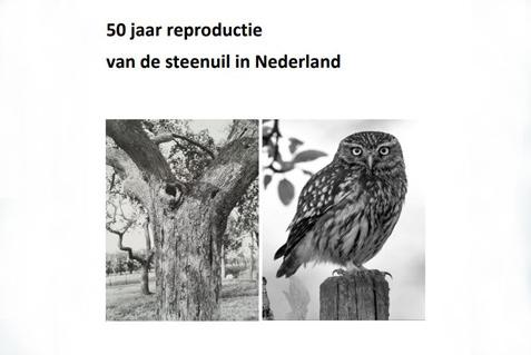 Rapport 50 jaar reproductie van de steenuil