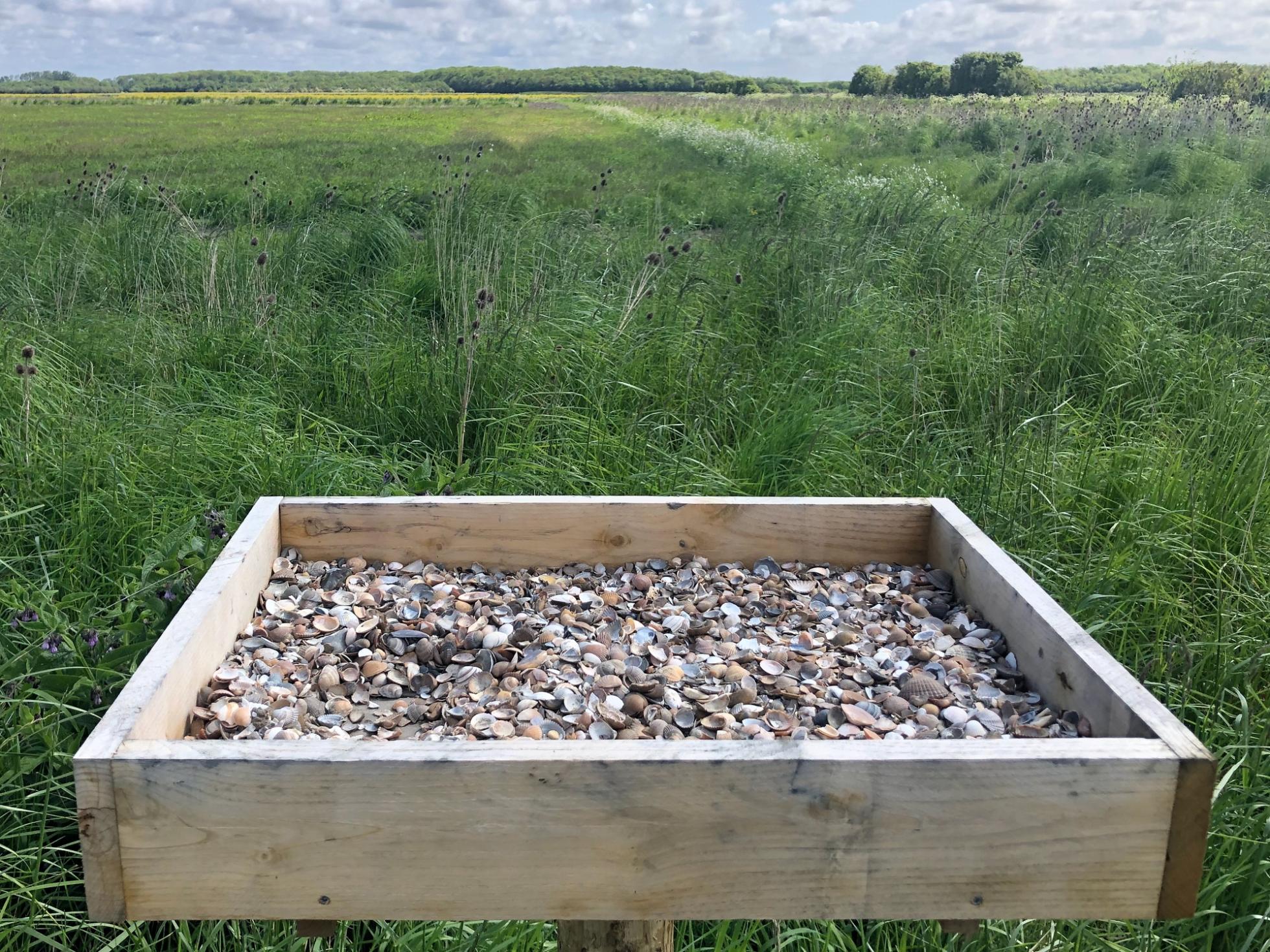 Een scholeksterpaal gevuld met schelpen