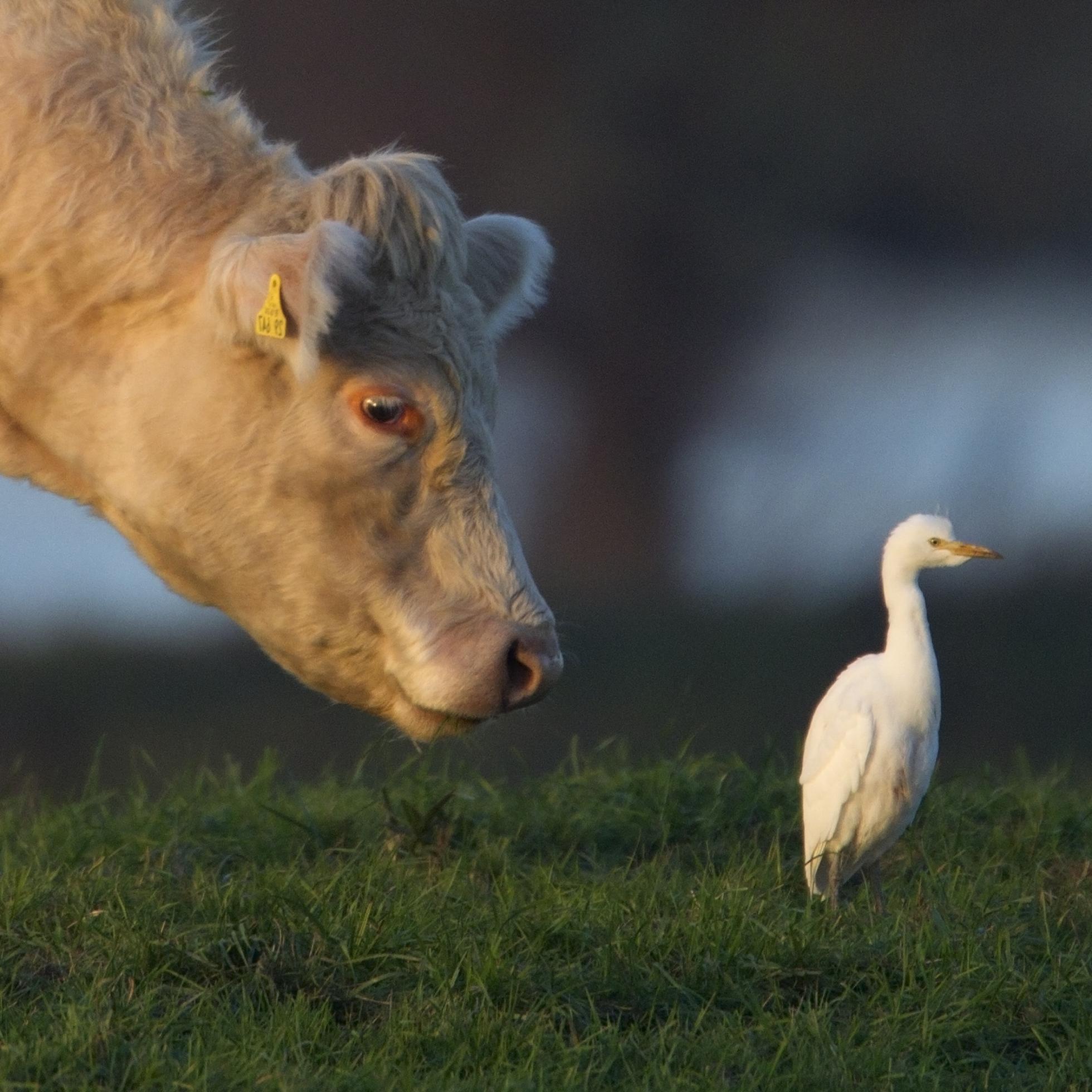 Koereiger met koe