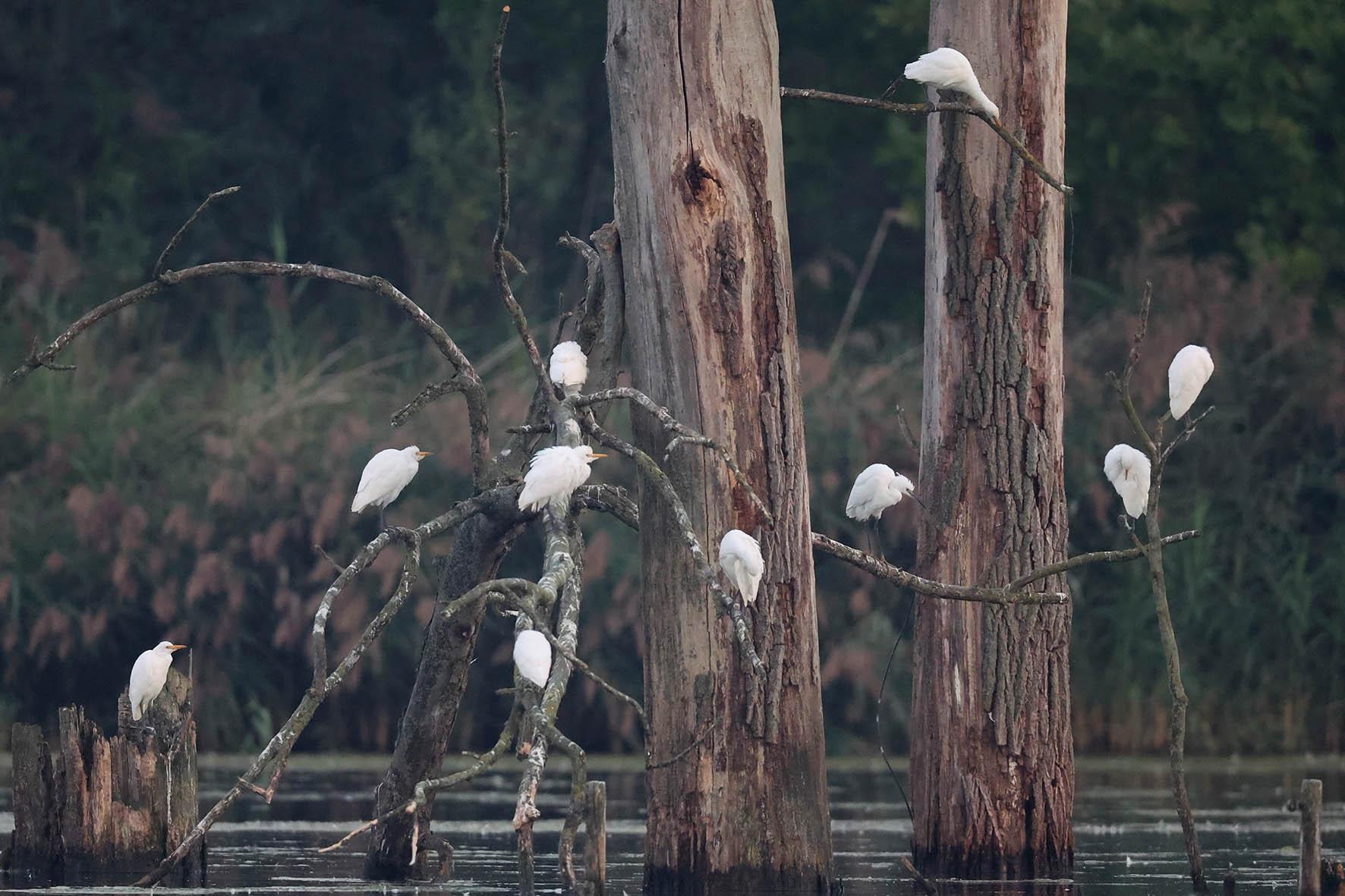 Koereigers op een slaapplaats