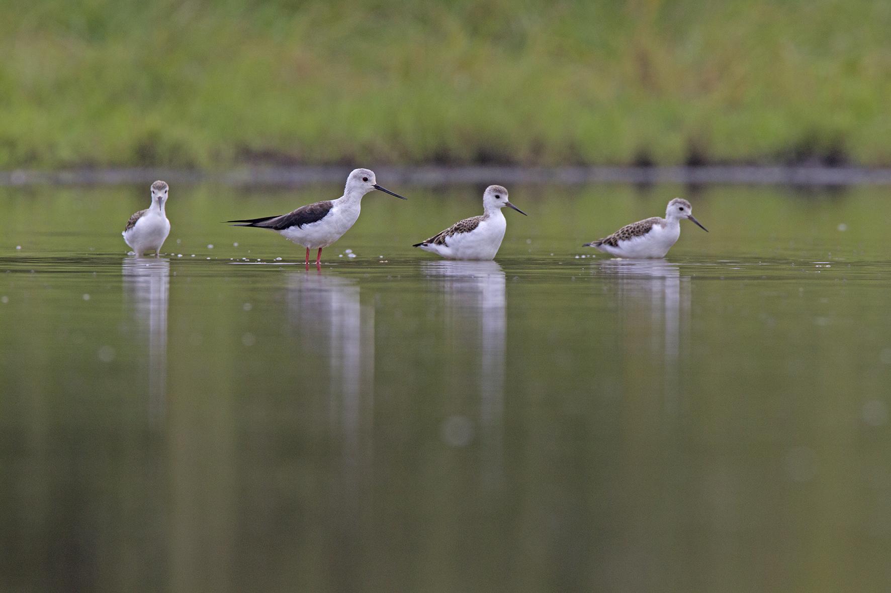 Steltkluut vrouwtje met drie jongen