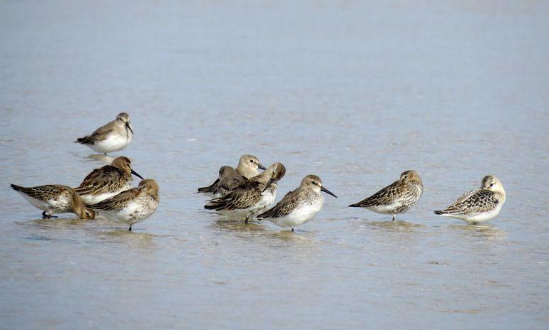 Strandlopers