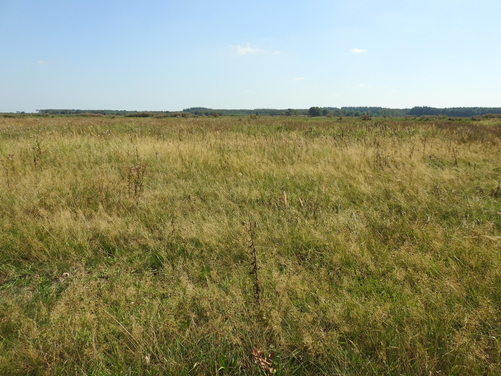 Kruidenrijk grasland in het Fochteloerveen