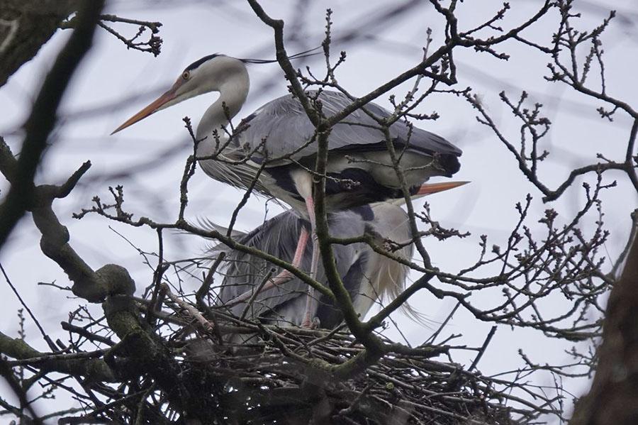 Blauwe Reigers op nest