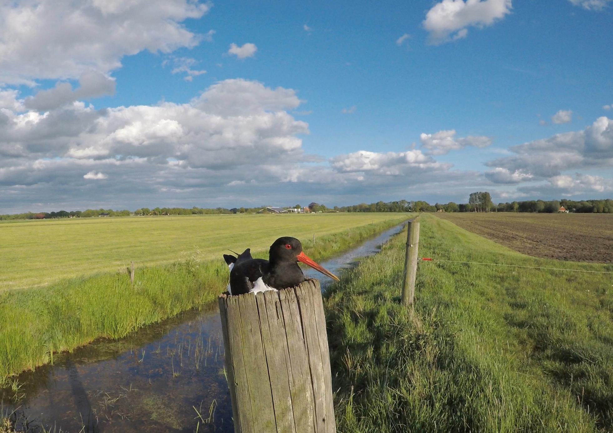 Een veilige schuilplaats voor een Scholekster