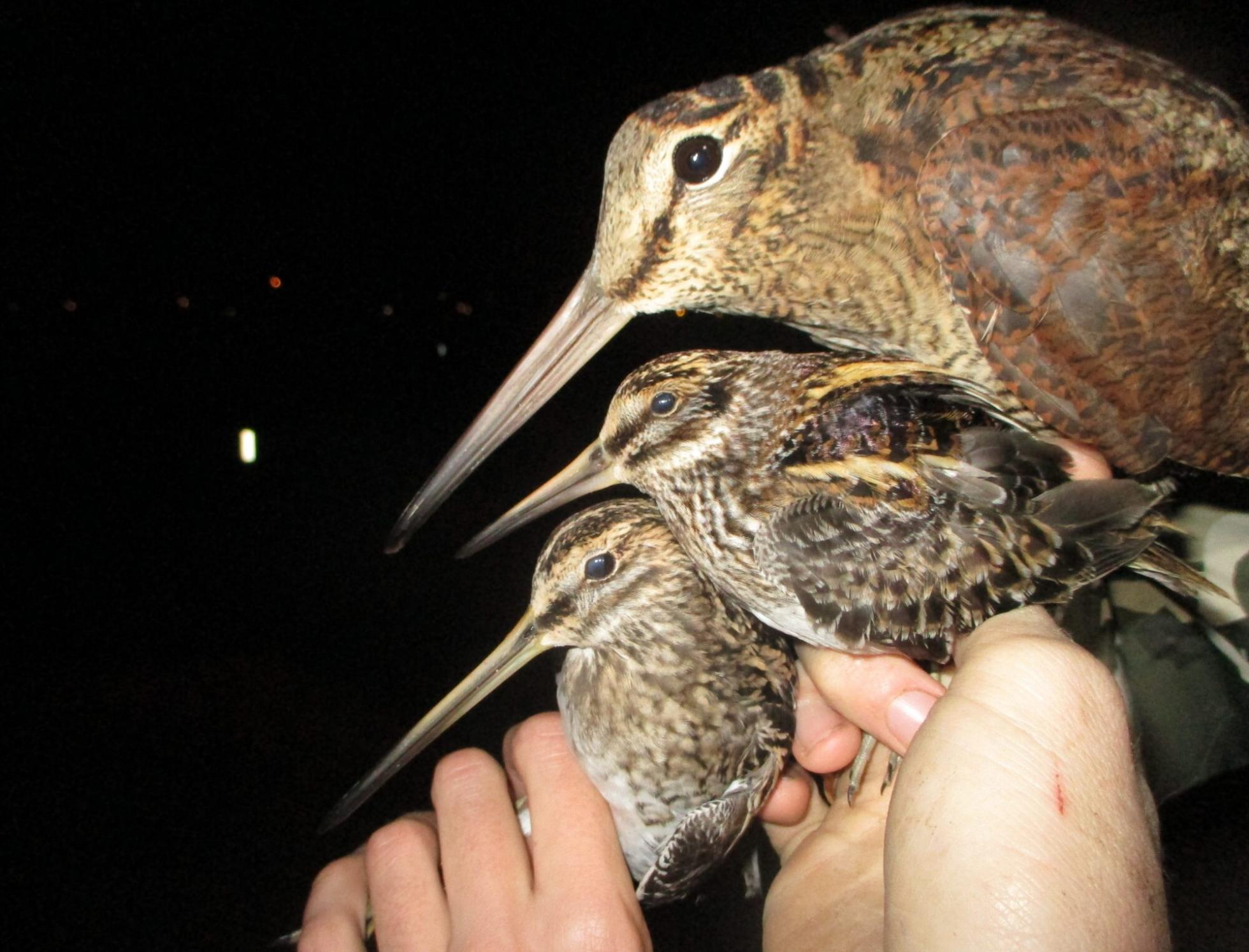 Drie soorten snippen op een rij