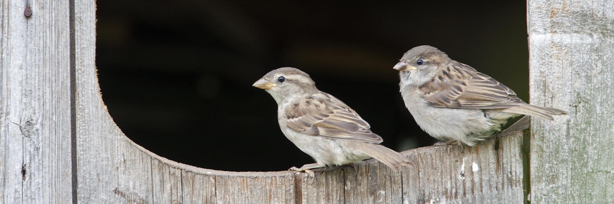 Twee huismussen