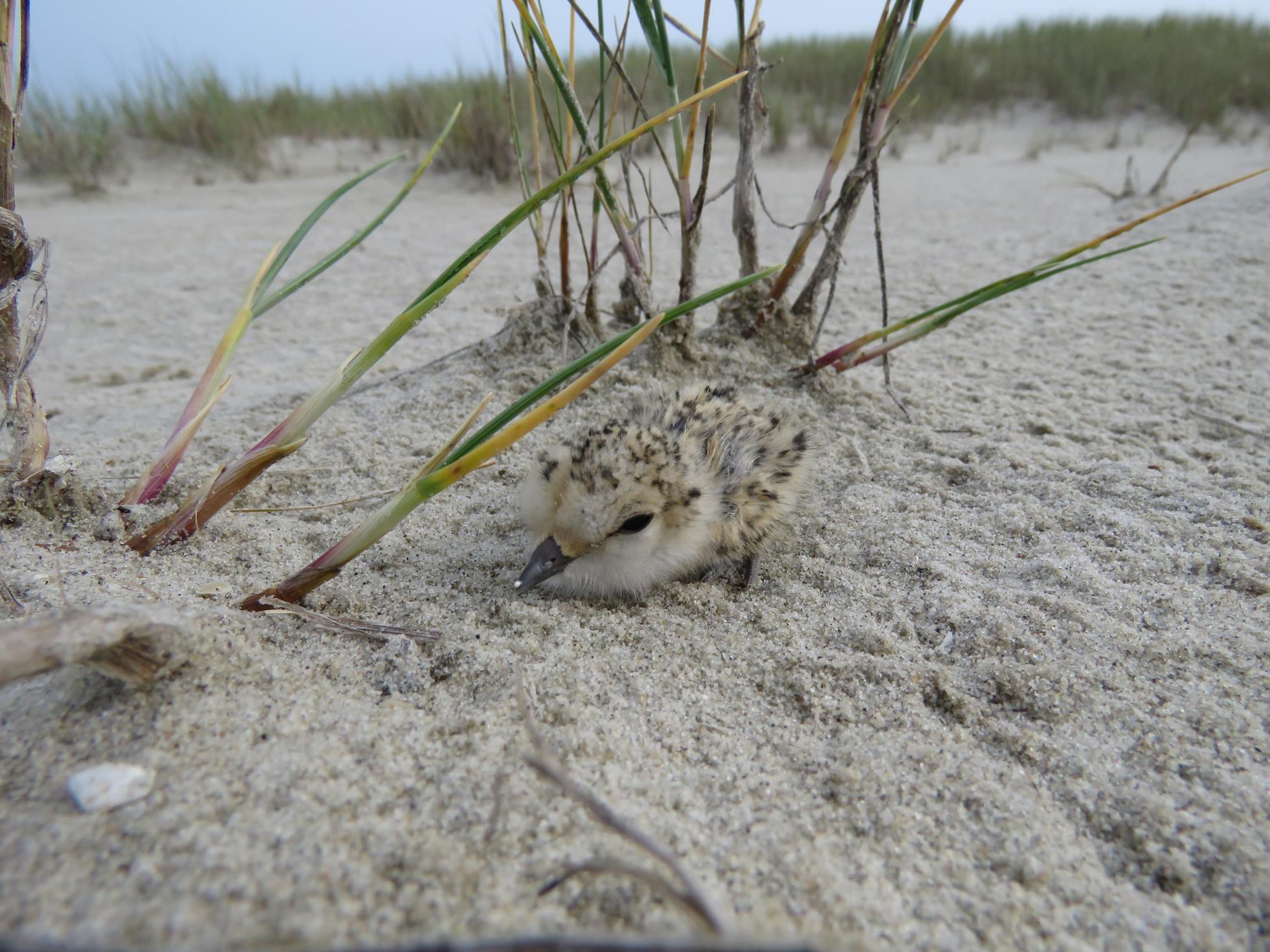 Strandplevier kuiken net uit het nest