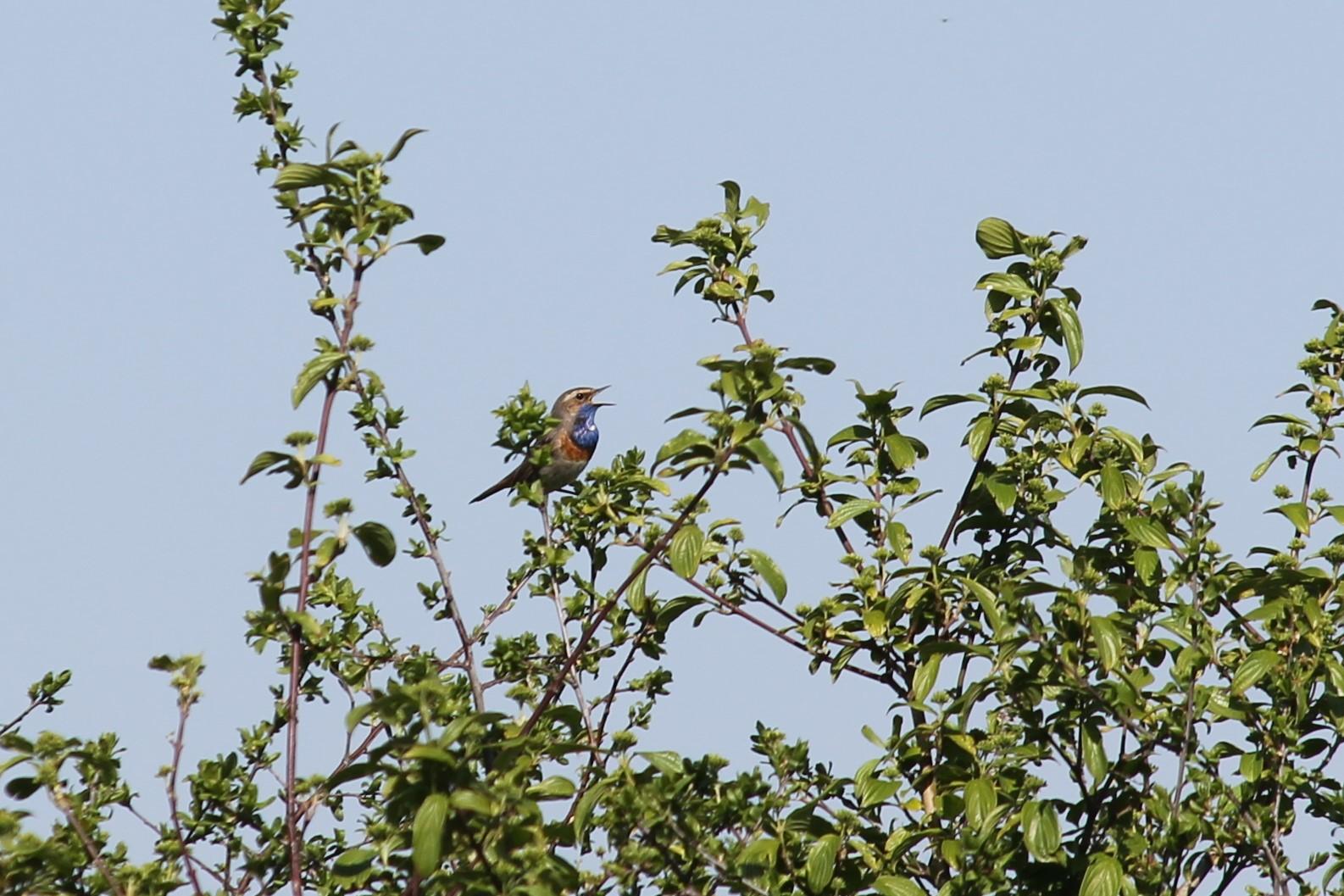 Blauwborst in de Nevengeul, Wageningen