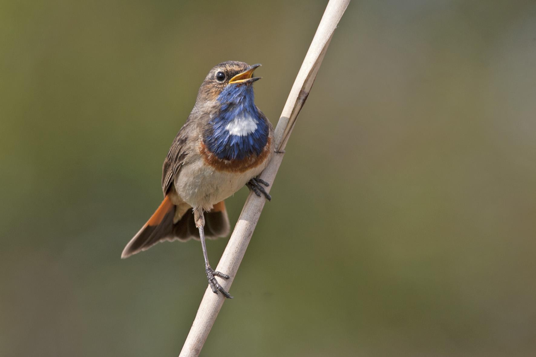 Blauwborst