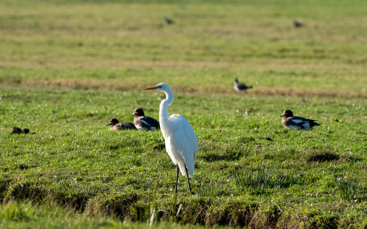 Grote Zilverreiger