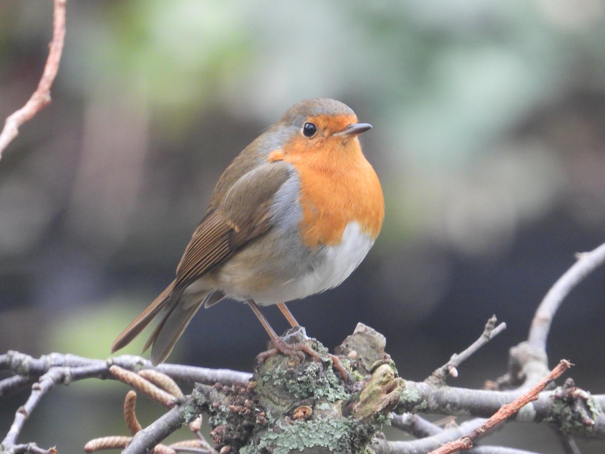 Roodborst