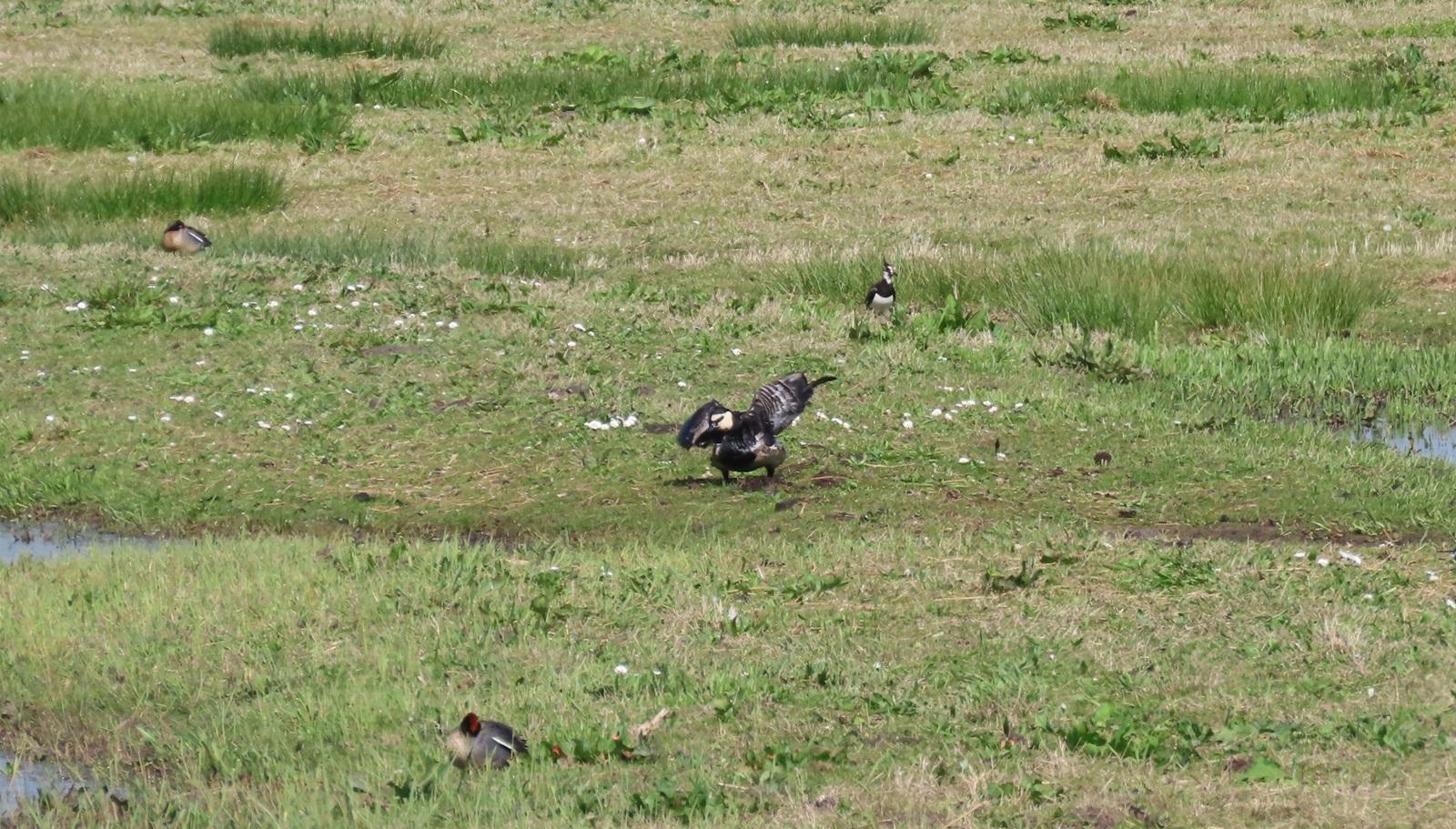 Een achtergebleven Brandgans met vogelgriepverschijnselen op 14 april 2025 bij Durgerdam (foto: Roy Slaterus)