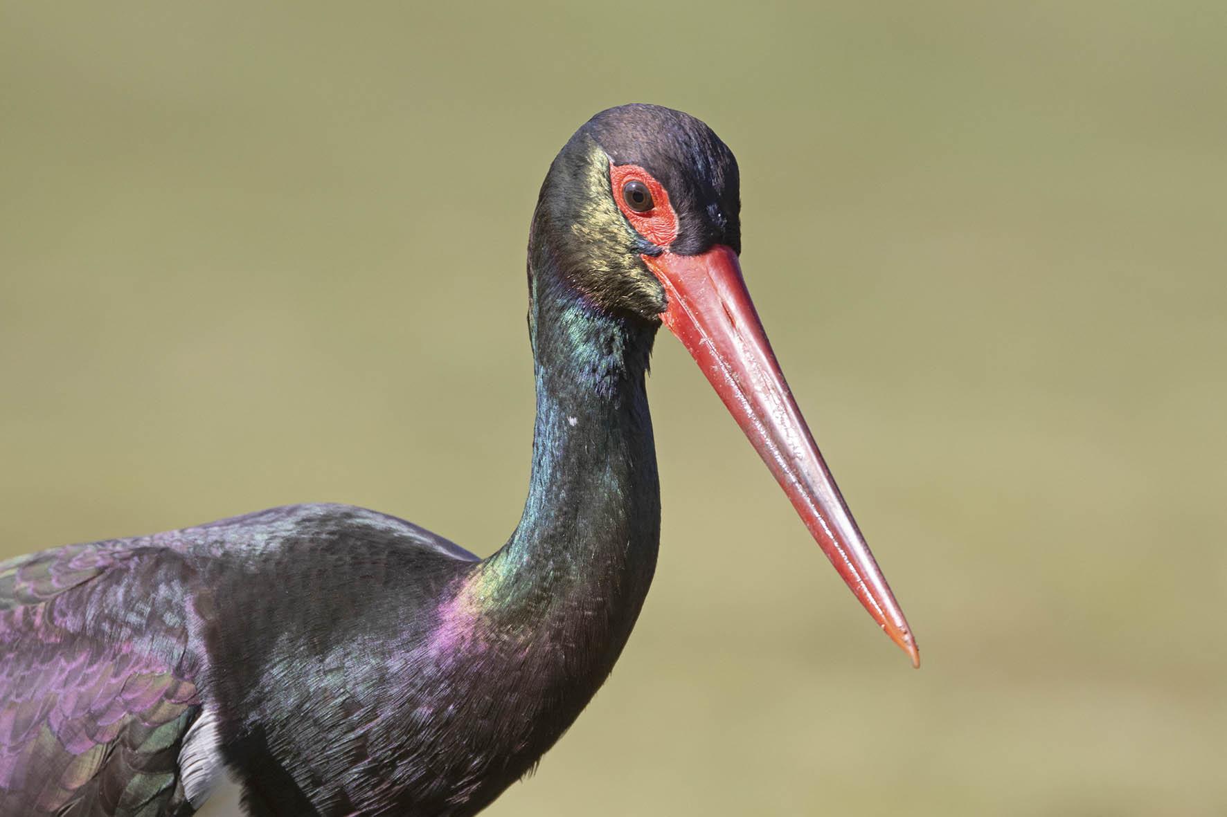Zwarte Ooievaar