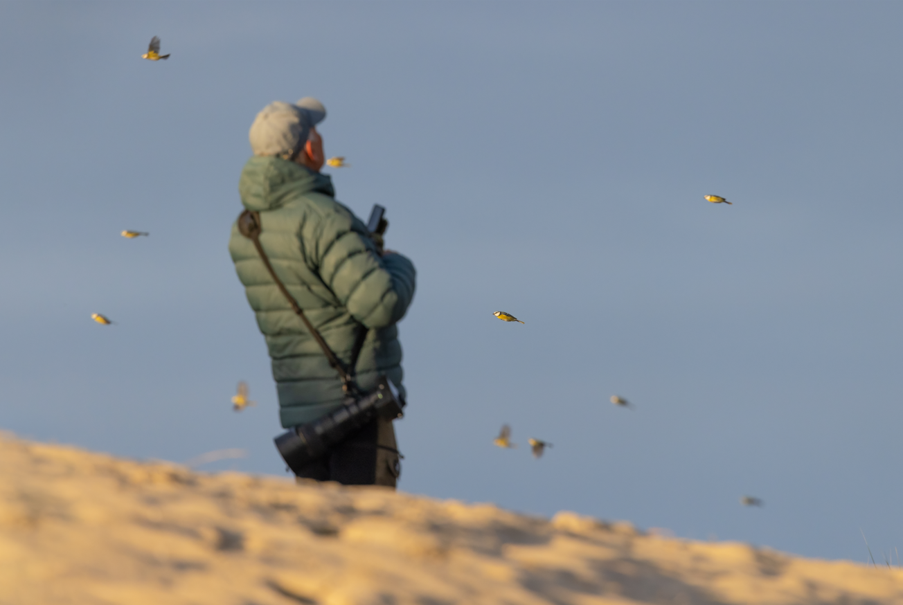 Vogelaar kijkt naar Pimpelmezen
