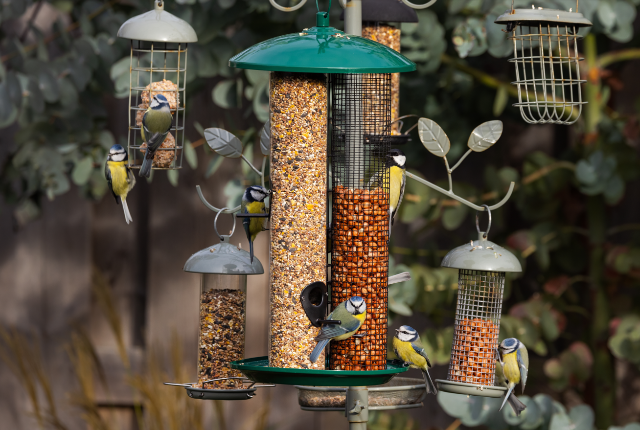 Hoge aantallen pimpelmees in een tuin op Texel, 19 oktober 2025. Mezen trekken doorgaans enkele tientallen kilometers per dag en maken vaak tussenstops om even te foerageren. Een voedertafel in de tuin vormt dan een aantrekkelijk tankstation.