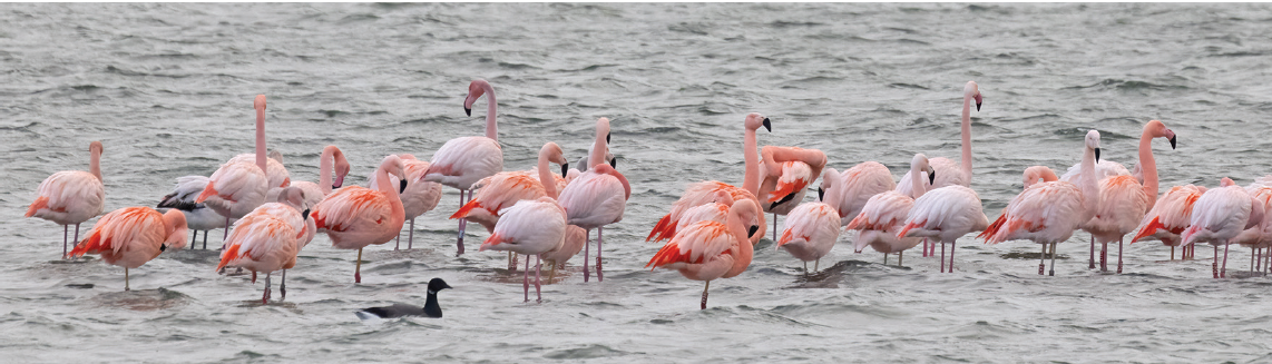 Flamingo's in Grevelingen