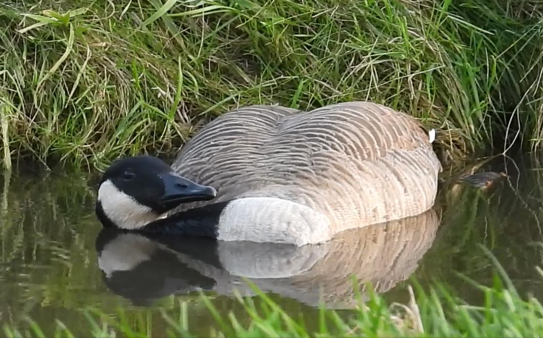 Grote Canadese Gans met symptomen van vogelgriep