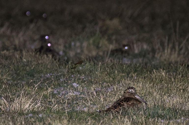 Adri Clements en Maarten Sluijter zagen tijdens een nachtinventarisatie op 10 januari met warmtebeeldcamera 752 houtsnippen