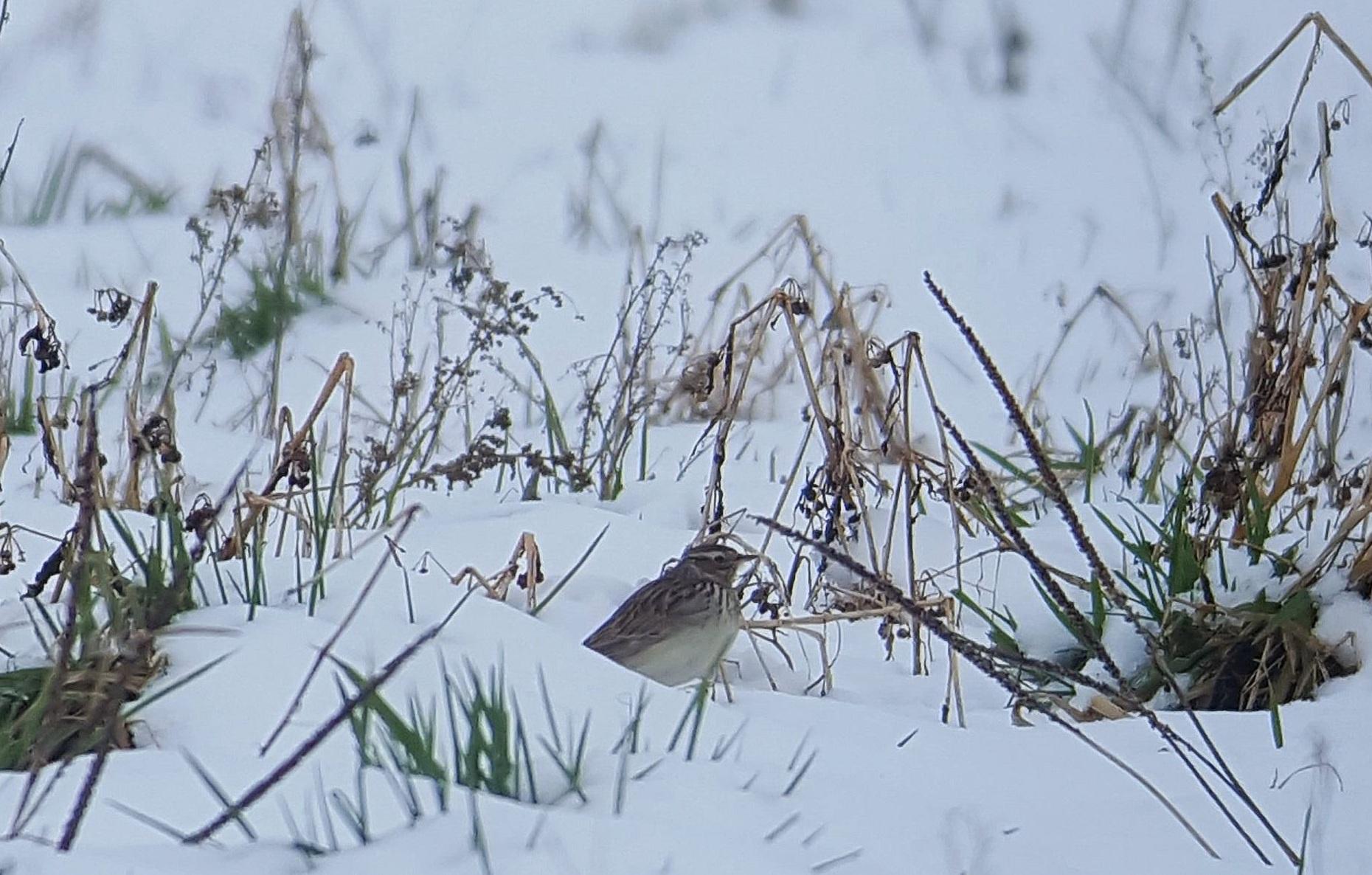 Boomleeuwerik in de sneeuw