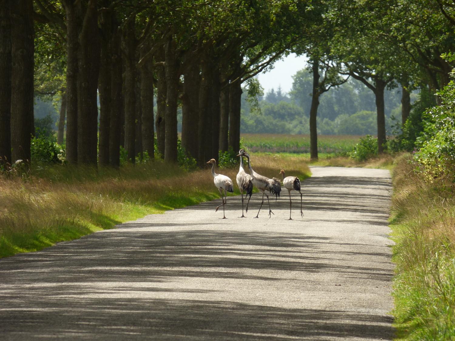 Kraanvogels op de weg