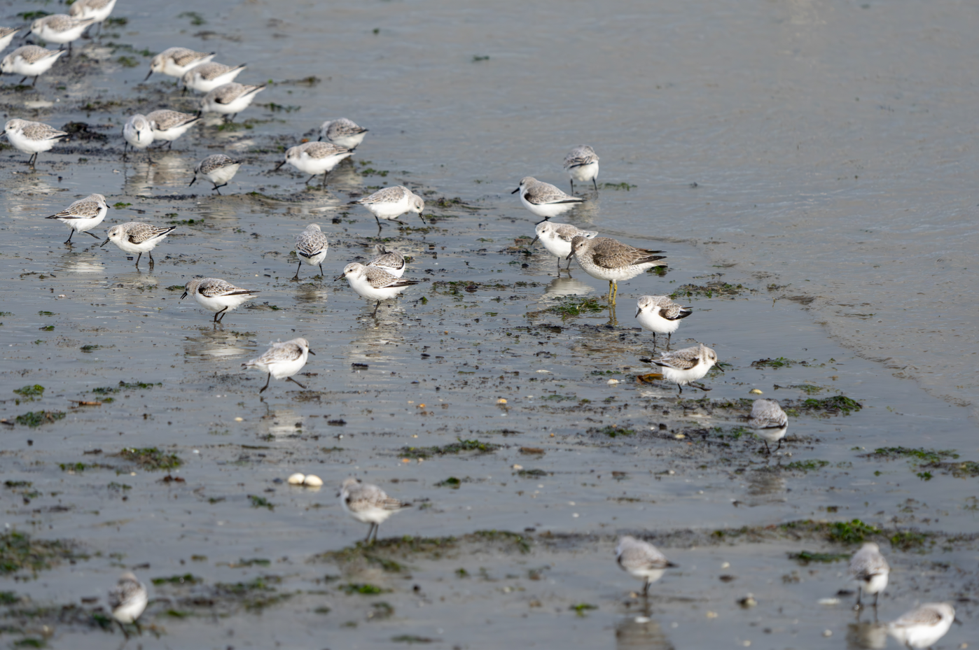 Drieteenstrandlopers