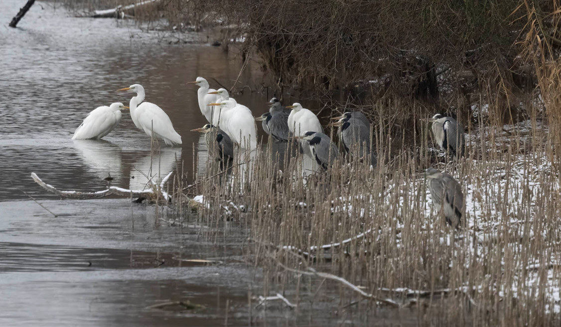 Grote Zilverreigers en Blauwe Reigers in de kou.