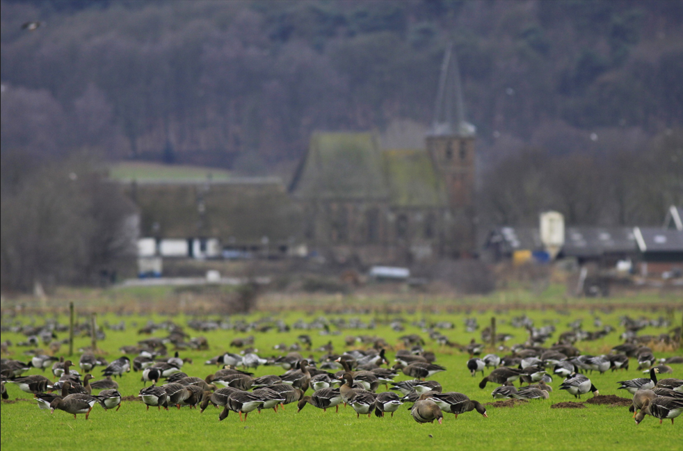 Kolganzen en Brandganzen