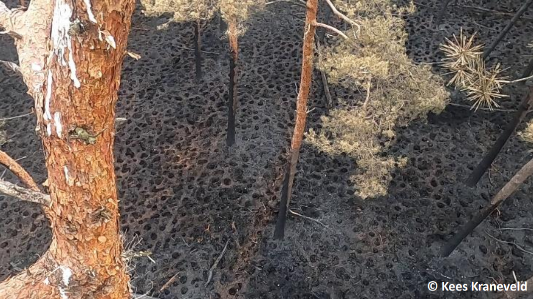 uitzicht vanuit nestboom