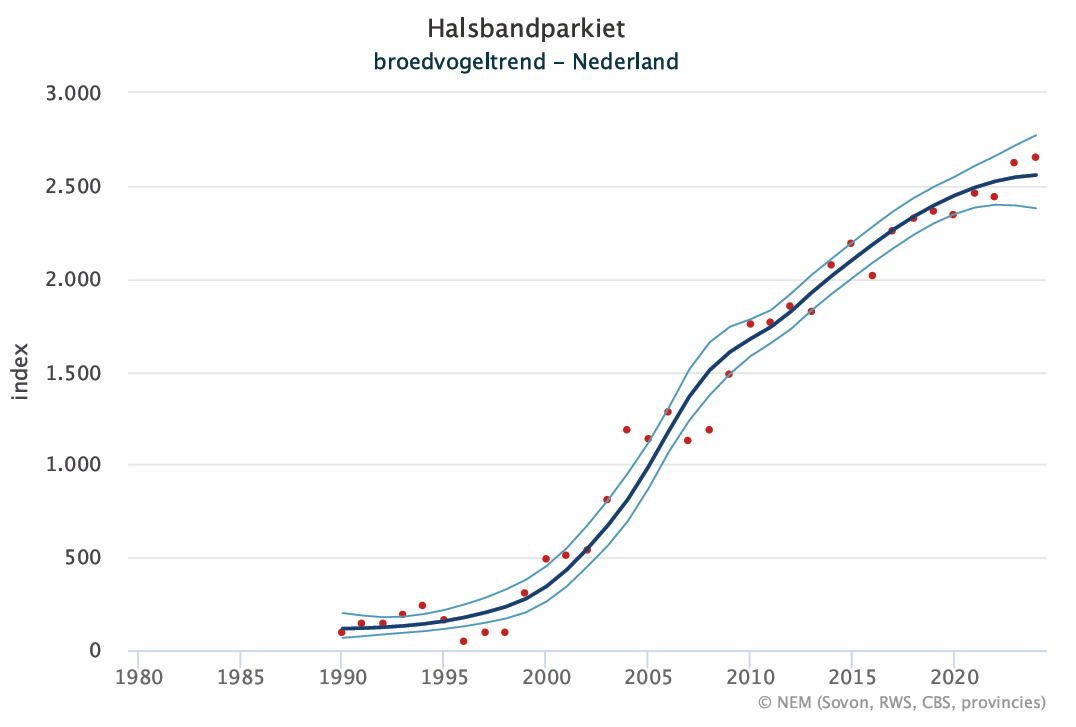 Figuur 2. Aantalsontwikkeling halsbandparkiet als broedvogel in  Nederland. De index op de y-as is een maat voor de aantallen.