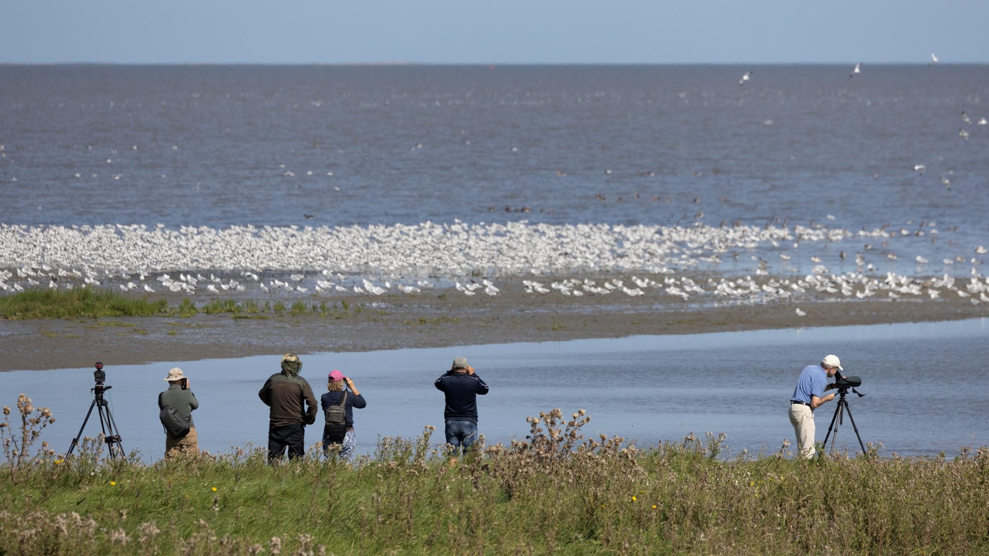 Vogelaars kijken naar hoogwatervluchtplaats Zwarte Haan