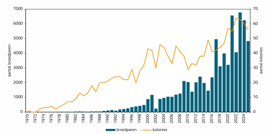 Figuur 1. Aantal broedparen en kolonies vanaf 1970; vanaf dit jaar wordt zonder onderbreking door Zwartkopmeeuwen in Nederland gebroed. De 1-12 broedparen  in de eerste tien jaar van de reeks zijn bijna onzichtbaar.