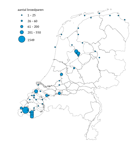 Figuur 3. Kolonies van Zwartkopmeeuwen in Nederland in 2025.