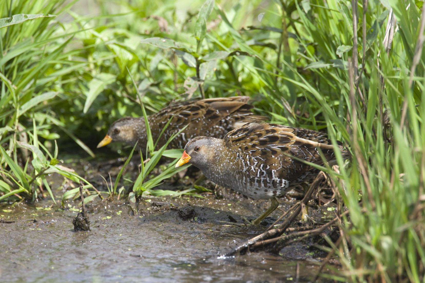 Paar Porseleinhoenders te Zevenhoven ZH 19 juni 2009