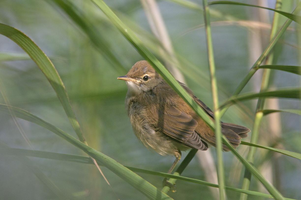 Kleine karekiet jong Meertje Ooijpolder 5 aug 2016