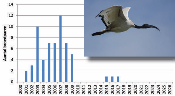 Aantal broedparen van de Heilige Ibis in Nederland in het wild. (Bron: Sovon)