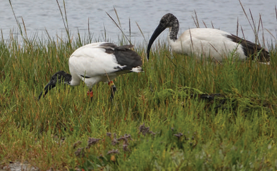 Heilige Ibis