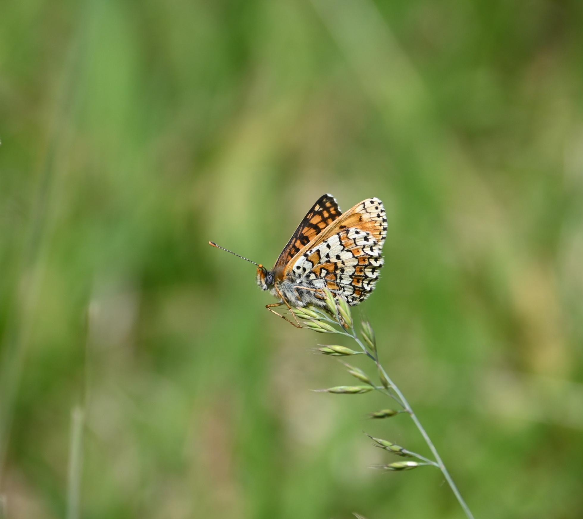 Veldparelmoervlinder in Limburg. Foto: Hans van Loon