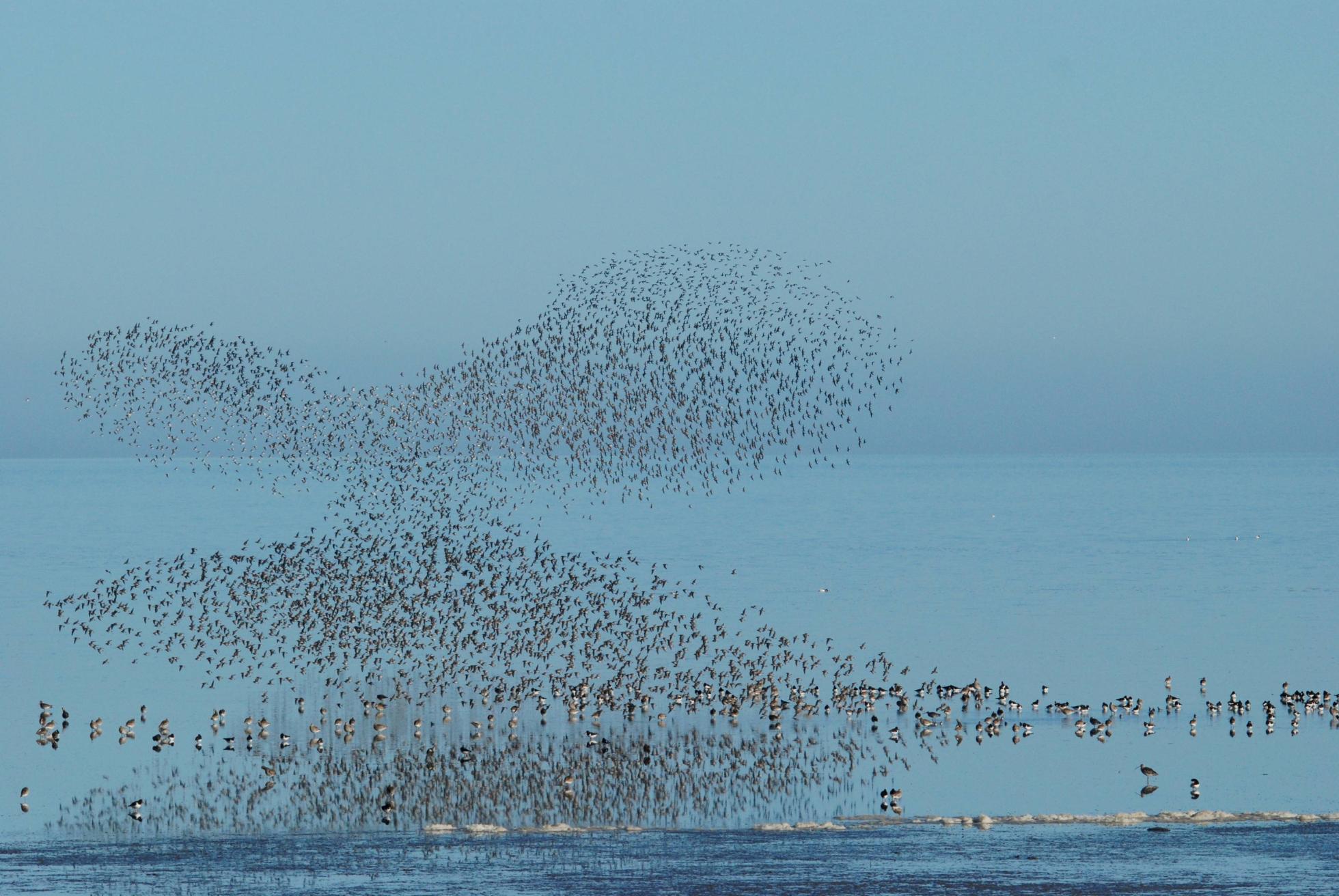 Bonte Strandlopers met reflexi op het water