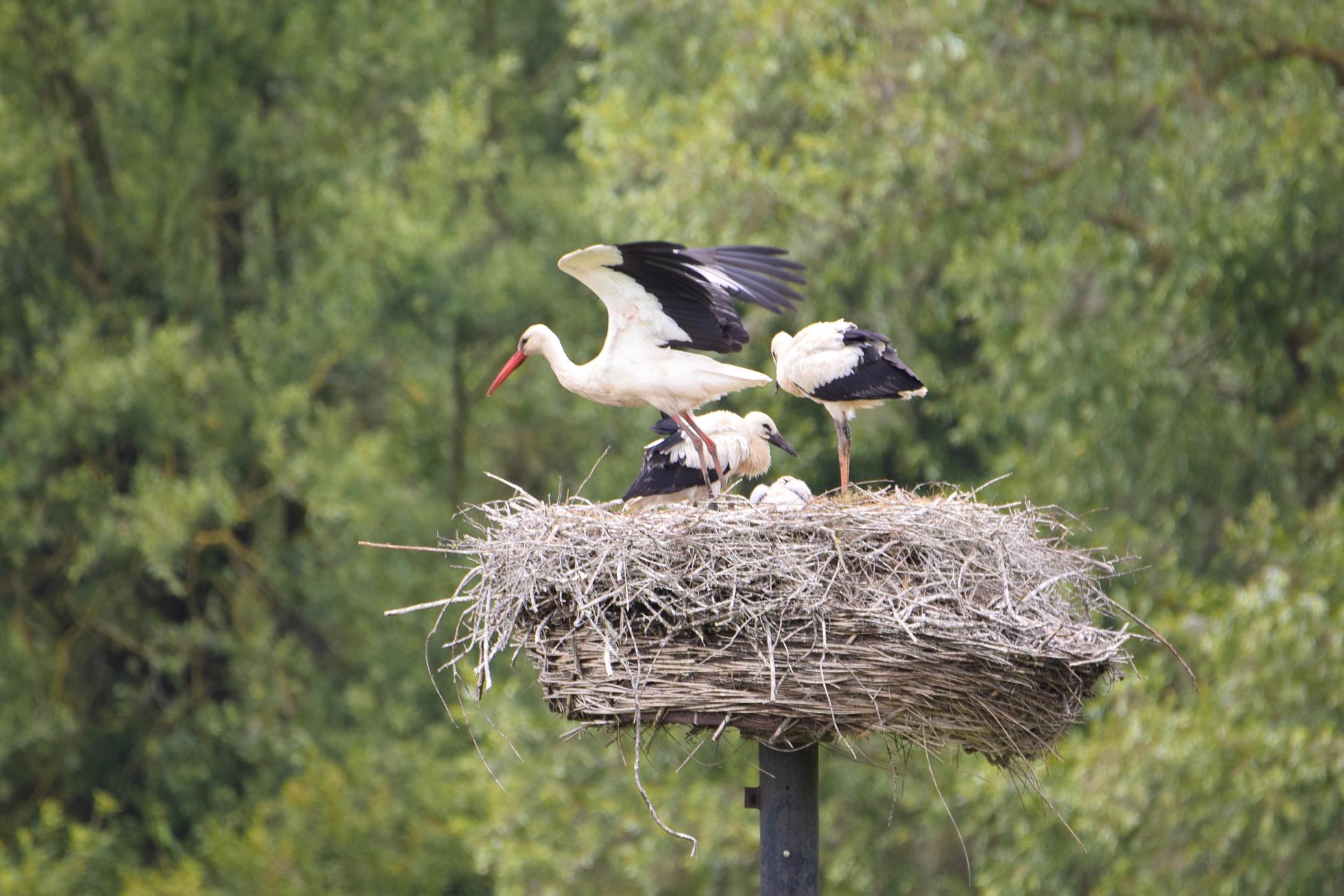 ooievaars op nest