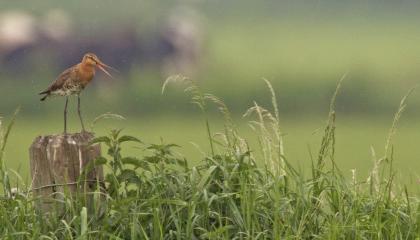Grutto op een paaltje in het boerenland