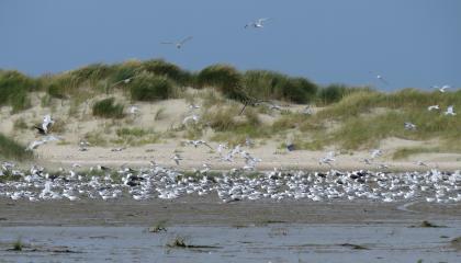 Sterns op Terschelling