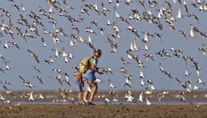 Wandelaars op Westhoek verstoren een vogelkolonie