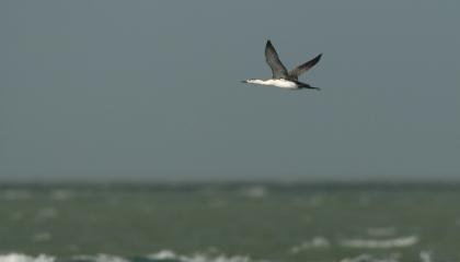 Roodkeelduiker boven zee