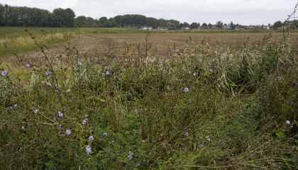 Chichorei in de Zegenpolder bij Rhoon