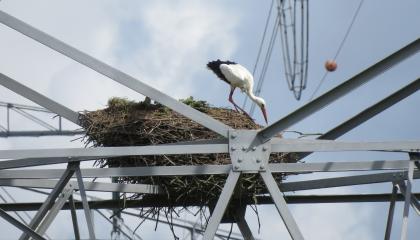 Ooievaar op een hoogspanningsmast