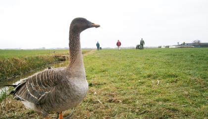 Lokgans in een weiland