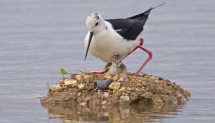 Steltkluut op nest