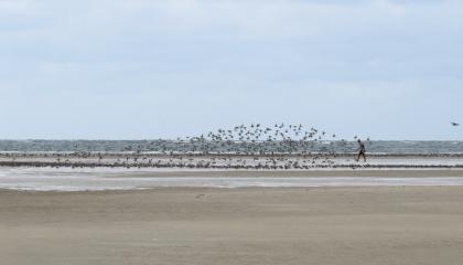 Wandelaar verstoort vogels op het wad